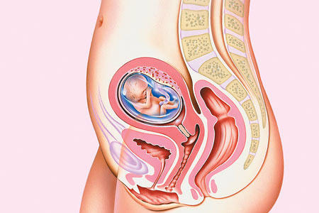 La guida della gravidanza: 12esima settimana