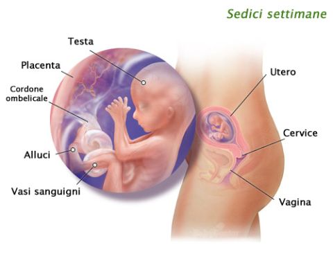 La guida della gravidanza: 16esima settimana