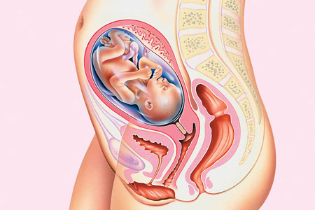 La guida della gravidanza: 24esima settimana