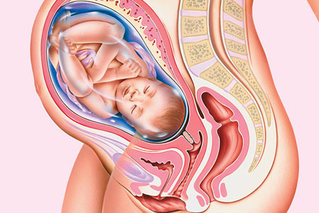 La guida della gravidanza: 36esima settimana