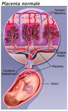 placenta