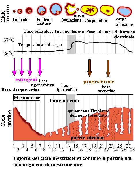 ovulazione-ciclo