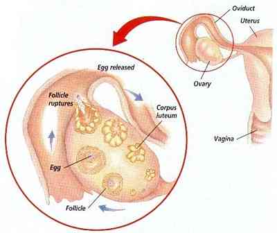 I sintomi dell'ovulazione