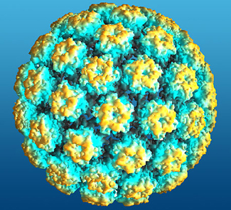 papilloma virus