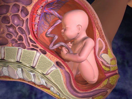 La calcificazioni della placenta