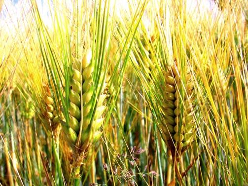 il bambino e il chicco di grano