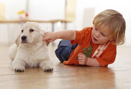 morsi di cane bambini, cane, bambino