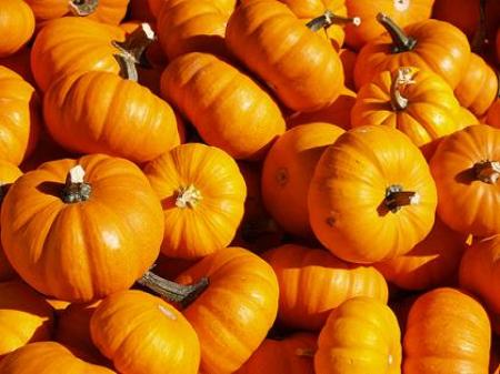 zucca