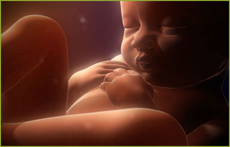 feto-vista-gravidanza