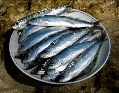 Mangiare in gravidanza: il pesce azzurro