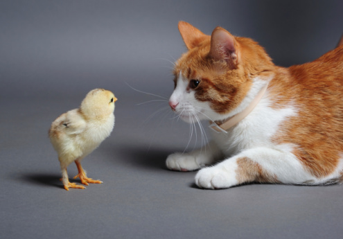 Chik and cat