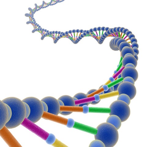 dna cromosoma gene