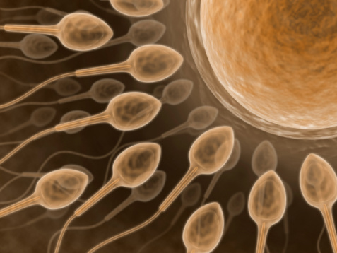 Infertilità maschile, nuova speranza dalle germinali