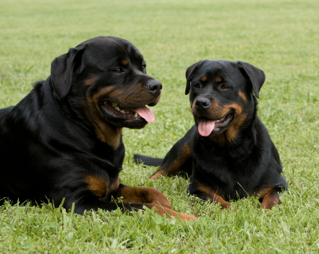 Siena, bambino sbranato cani famiglia