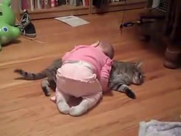 Bambina gioca con gatto più paziente mondo video