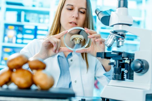 Mangiare funghi consigli del Ministero della salute bambini donne in attesa