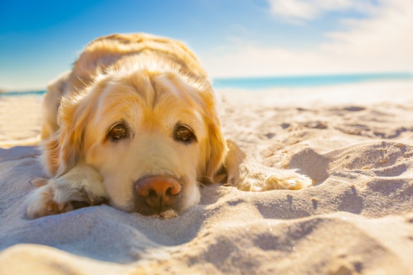 Cani e bambini in spiaggia, i consigli del pediatra
