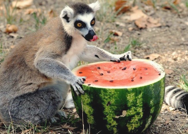 bioparco ferragosto, bambini