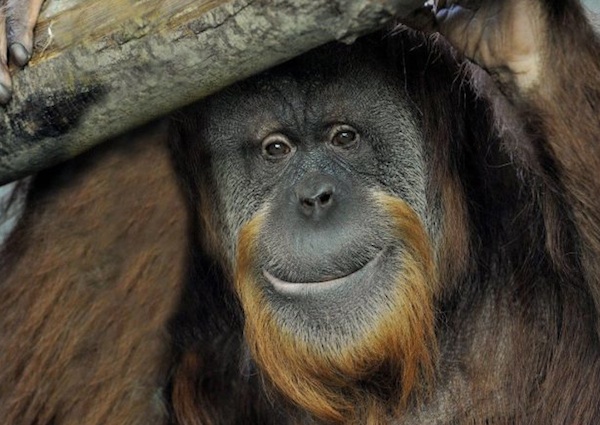 giornata mondiale orango, bioparco