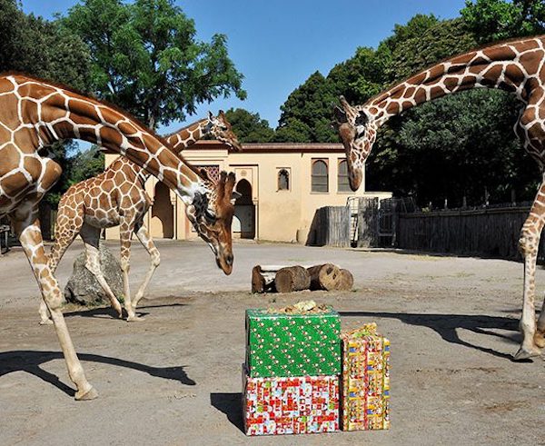 bio parco , bambini, natale