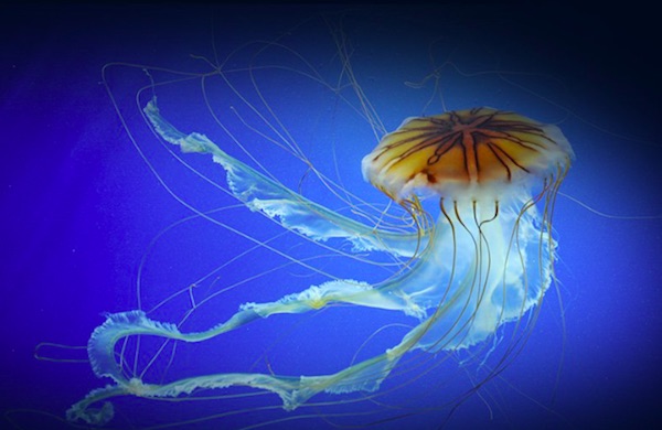 Acquario di Genova, incontro ravvicinato con le meduse