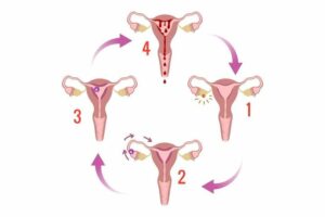 muco cervicale
